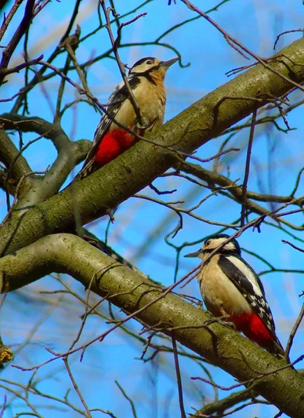 Iki ağaçkakan — Stok fotoğraf