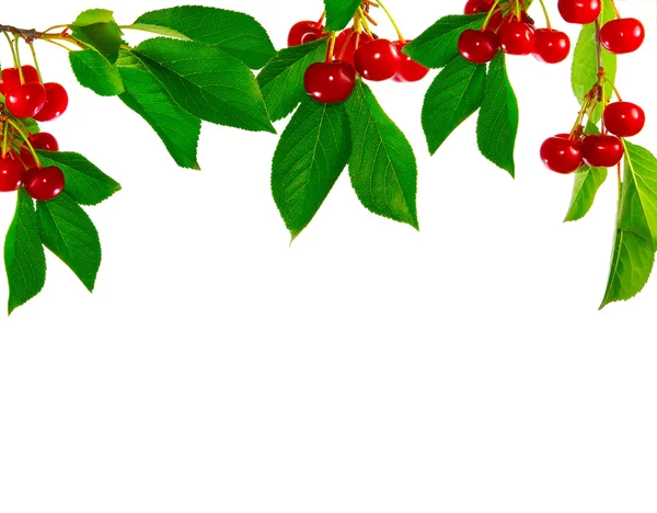 Cherries and leaves — Stock Photo, Image