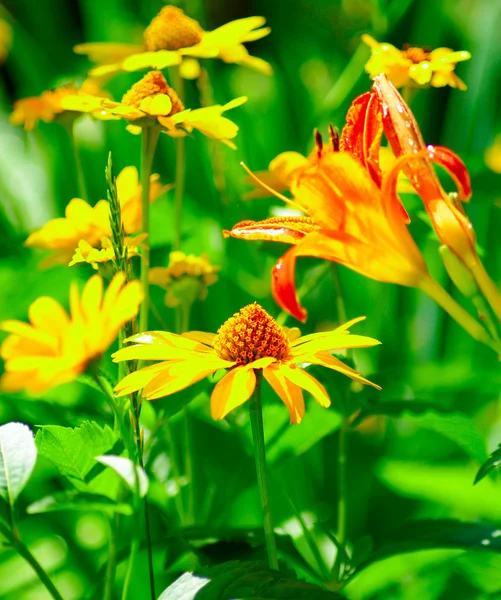 Flores en el parque — Foto de Stock