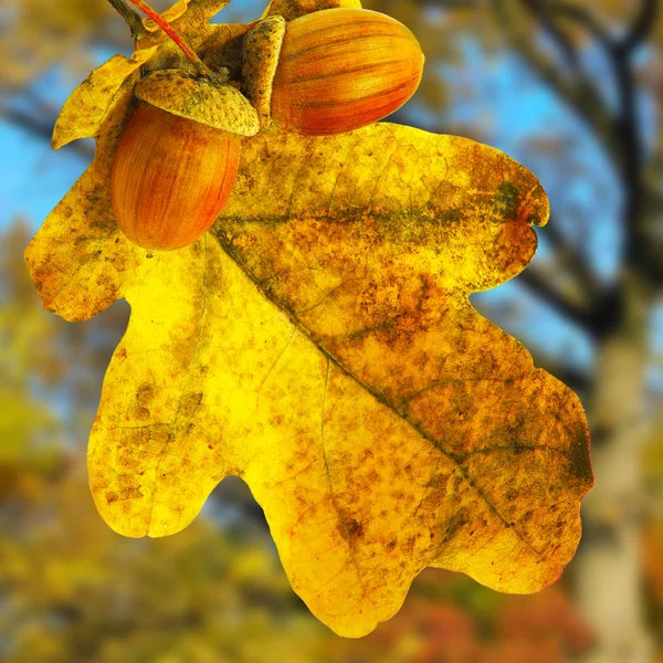 Изображение дубового листа в городском парке у осенних деревьев — стоковое фото