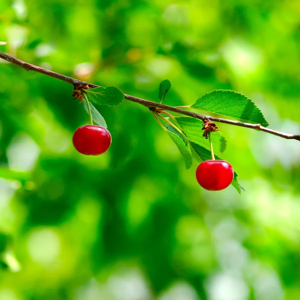 Branch with berries on a green blurred background — Stock Photo, Image