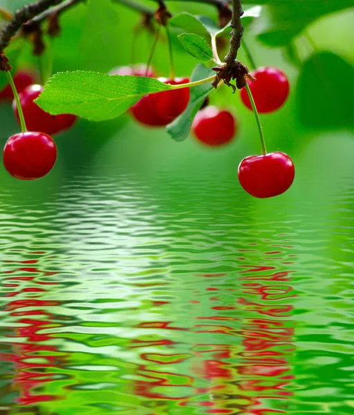 Image of branch with berries over the water — Stock Photo, Image
