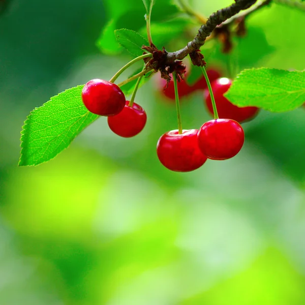 Image of branch with berries on a green blurred background — Stock Photo, Image