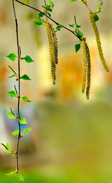 여름 공원 잔 가지 자작나무의 이미지 — 스톡 사진