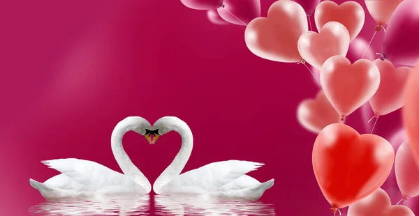Dois Cisnes Formam Uma Forma Coração Com Pescoço Dois Cisnes — Fotografia de Stock