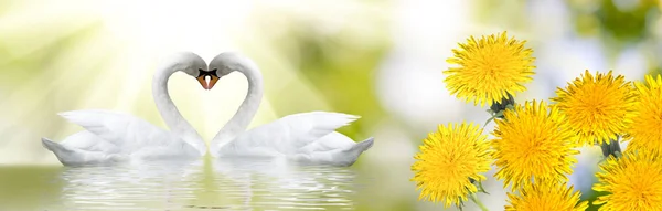 Deux Cygnes Forment Cœur Avec Leur Cou Belles Fleurs Festives — Photo