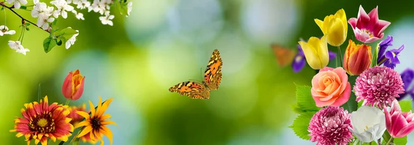 Afbeelding Van Mooie Bloemen Vlinder Tuin Blure Achtergrond Closeup — Stockfoto