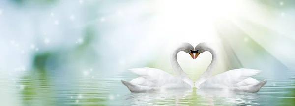 Два Лебедя Образуют Шею Форме Сердца Два Лебедя Сияющем Фоне — стоковое фото
