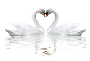 İki kuğu boyunlarıyla bir kalp şekli oluşturur. Beyaz arka planda iki kuğu