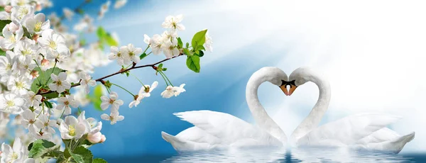 两只天鹅脖子上形成了心形 美丽的节日花朵和两只天鹅 — 图库照片