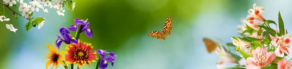 Kép Gyönyörű Virágok Pillangó Kertben Homályos Háttér Közelkép — Stock Fotó