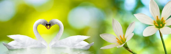 Deux Cygnes Forment Cœur Avec Leur Cou Belles Fleurs Festives — Photo