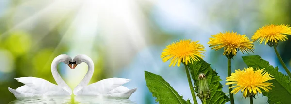 Deux Cygnes Forment Cœur Avec Leur Cou Belles Fleurs Festives — Photo