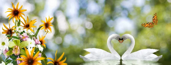 Dos Cisnes Forman Corazón Con Sus Cuellos Hermosas Flores Festivas — Foto de Stock