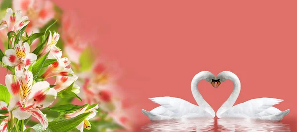 Dos Cisnes Forman Corazón Con Sus Cuellos Hermosas Flores Festivas — Foto de Stock