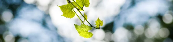 Grapes Green Background Close — стоковое фото