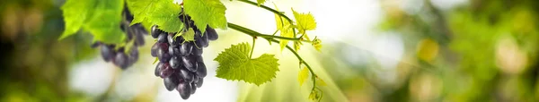 Grapes Green Background Close — 图库照片