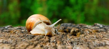 bahçe closeup bir salyangoz görüntü