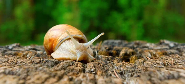 Image Snail Garden Closeup — Stock Photo, Image