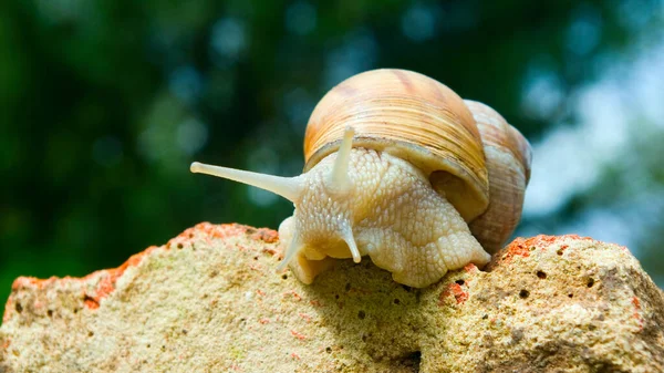 Image Snail Garden Closeup — Stock Photo, Image