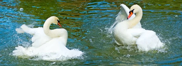 Изображение Двух Лебедей Расправляющих Крылья Находящихся Воде Напротив Друг Друга — стоковое фото