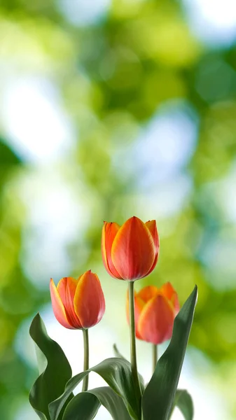 Obrázek Krásné Květiny Zahradě Closeup — Stock fotografie