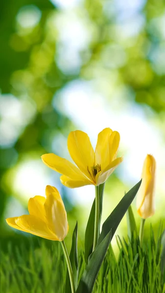 Bild Vackra Blommor Trädgården Närbild — Stockfoto