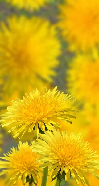 庭のクローズ アップの美しい花の画像 — ストック写真