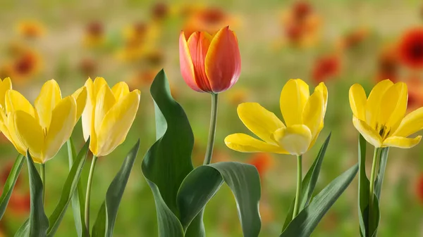 Imagen Hermosas Flores Primer Plano Del Jardín —  Fotos de Stock