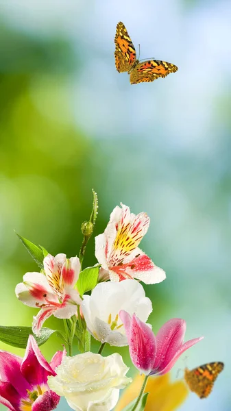 Imagen Hermosas Flores Primer Plano Del Jardín — Foto de Stock