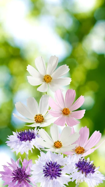 Bild Von Schönen Blumen Garten Auf Verschwommenem Hintergrund Nahaufnahme — Stockfoto