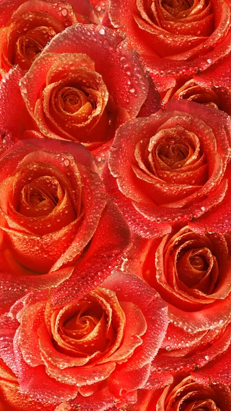 Image Gros Plan Belles Roses Rouges — Photo