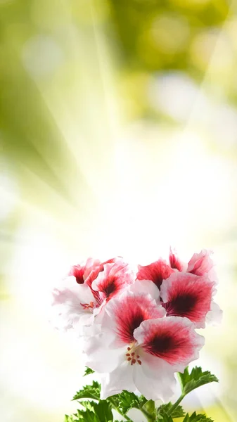 Afbeelding Van Mooie Bloemen Tuin Blure Achtergrond Closeup — Stockfoto