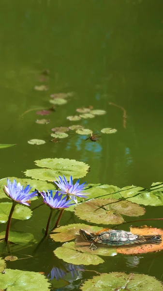 水の魔法の蓮の花の画像 — ストック写真