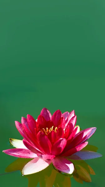Изображение Волшебного Цветка Лотоса Воде — стоковое фото