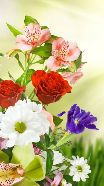 Bahçedeki Güzel Çiçeklerin Bulanık Arka Planda Yakın Plan Görüntüsü — Stok fotoğraf