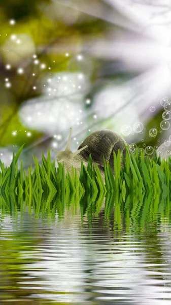 水による庭のカタツムリのイメージ — ストック写真