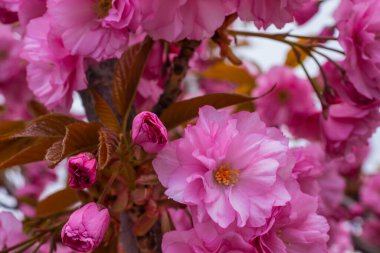 güzel parlak pembe badem çiçek dalı üzerinde görmek
