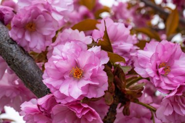 güzel parlak pembe badem çiçek dalı üzerinde görmek