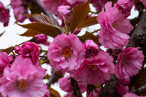 güzel parlak pembe badem çiçek dalı üzerinde görmek
