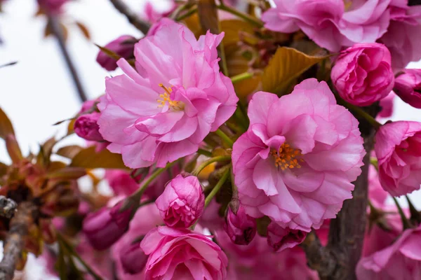 güzel parlak pembe badem çiçek dalı üzerinde görmek