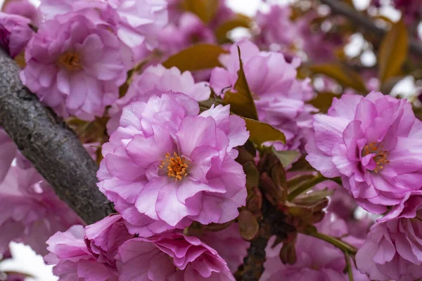 güzel parlak pembe badem çiçek dalı üzerinde görmek