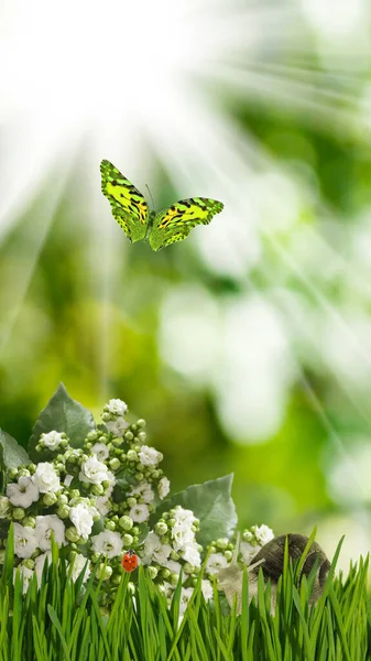 Image of beautiful flowers in the garden, butterfly and snail on a blurred background close-up