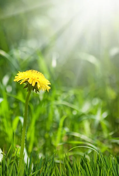 Image Yellow Dandelion Grass Close — Foto Stock