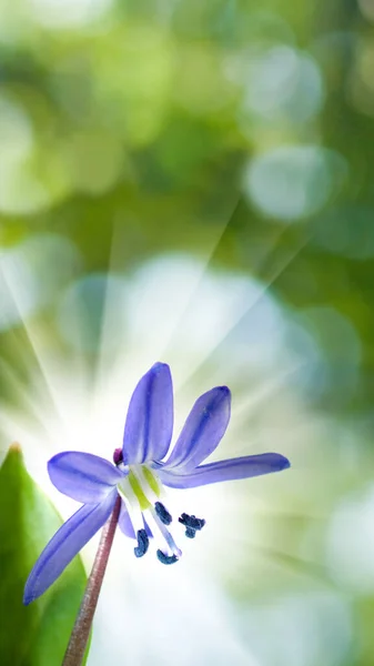 Close Beautiful Blue Snowdrops Spring — Zdjęcie stockowe