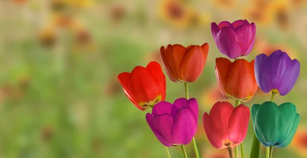 Close Image Beautiful Tulips Blurred Background — Zdjęcie stockowe