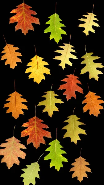 Close Leaves Autumn Black Background — Foto de Stock