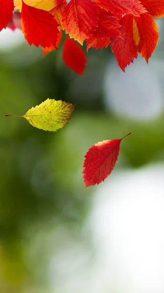 Image Falling Leaves Autumn Blurred Green Background — Foto de Stock