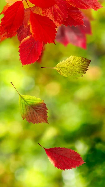 Image Falling Leaves Autumn Blurred Green Background — Foto de Stock