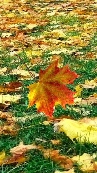 Close Image Falling Maple Leaves Autumn — Fotografia de Stock